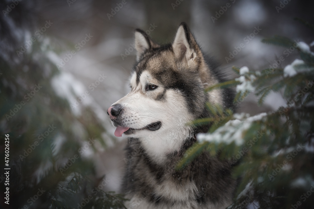 Obraz premium Close-up portrait of a powerful Alaskan Malamute dog among snow-covered spruce branches against the background of a frosty winter coniferous forest. Looking away. The mouth is open