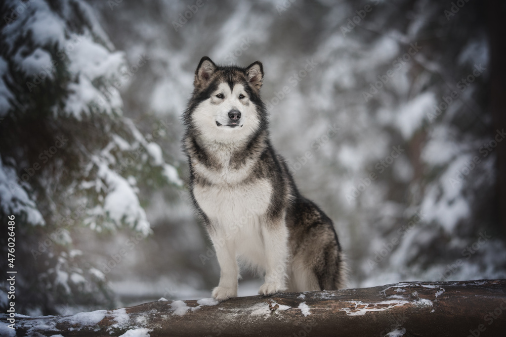 A powerful alaskan malamute dog standing with his front paws on a fallen tree against the background of a frosty winter coniferous forest. Looking away A powerful alaskan malamute dog standing with his front paws on a fallen tree against the background of a frosty winter coniferous forest. Looking away