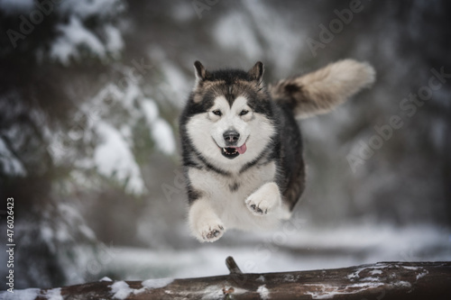 Valokuva Powerful alaskan malamute dog jumping over a large fallen tree against the backdrop of a frosty winter coniferous forest
