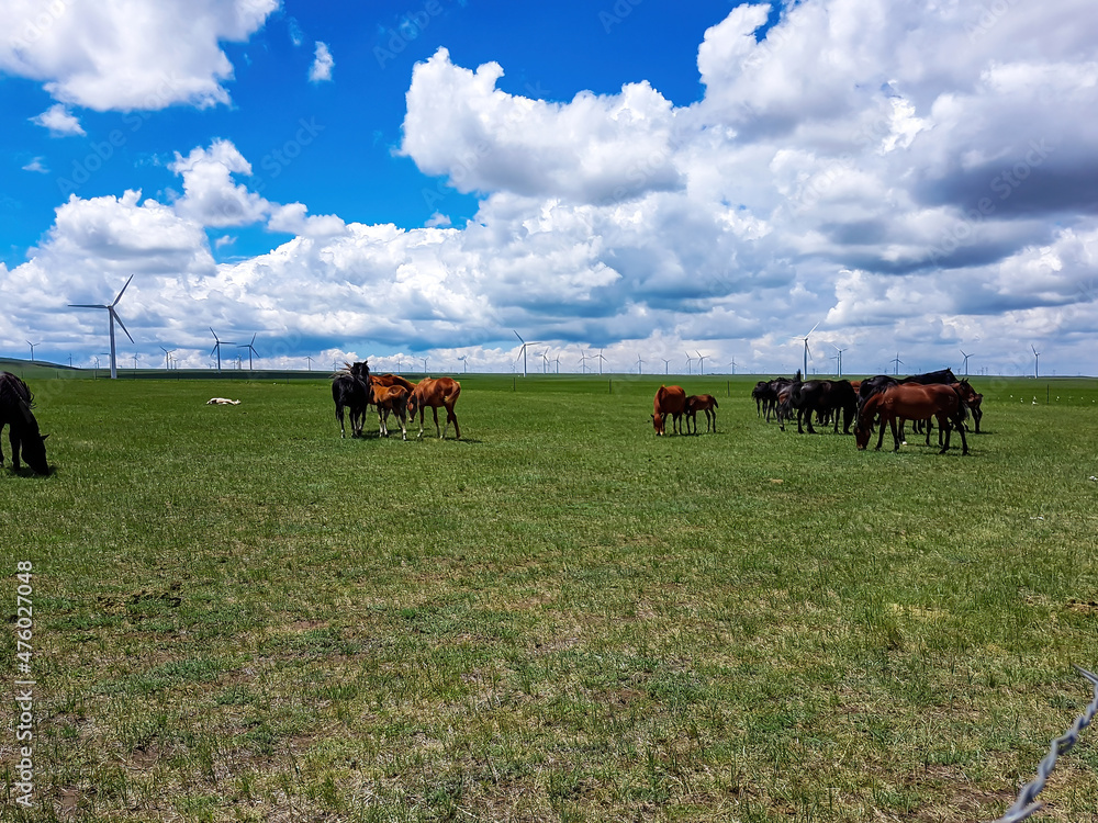 Obraz premium Heard of horses grazing under wind turbines build on a vast pasture in Xilinhot, Inner Mongolia. Natural resources energy. Clean energy. Endless grassland. Blue sky with white, thick clouds. Serenity