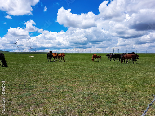 Heard of horses grazing under wind turbines build on a vast pasture in Xilinhot, Inner Mongolia. Natural resources energy. Clean energy. Endless grassland. Blue sky with white, thick clouds. Serenity photo