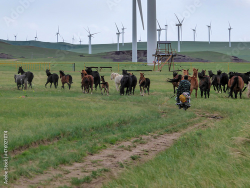 A heard of horses herded by a man driving a motorbike, rushing them towards wind turbines build on a vast pasture in Xilinhot, Inner Mongolia. Natural resources energy. Endless grassland. Creativity