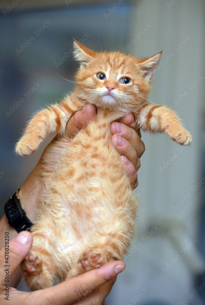 little cute ginger kitten in hands