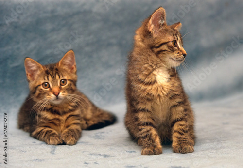 two little brown tabby kittens playing © Evdoha