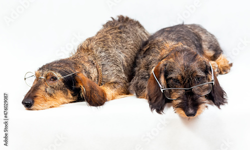 Two long-haired dachshunds with glasses