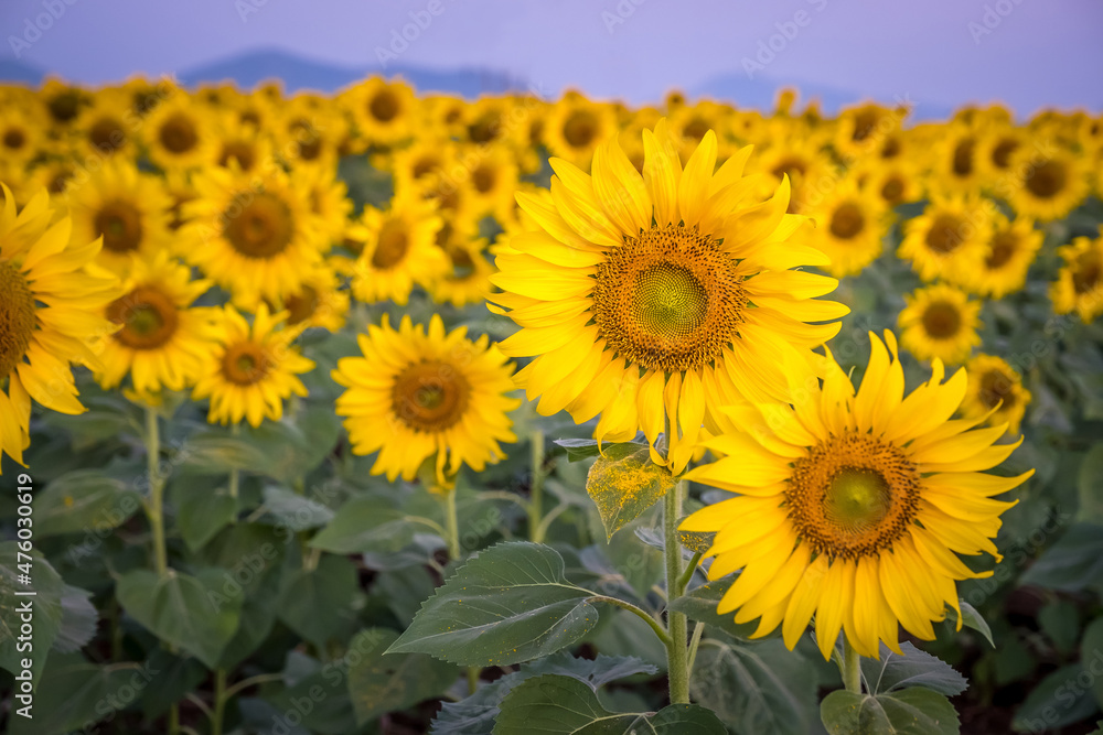 Closed up sunflowers in the Sunflower field with clear sky in the morning Closed up sunflowers in the Sunflower field with clear sky in the morning