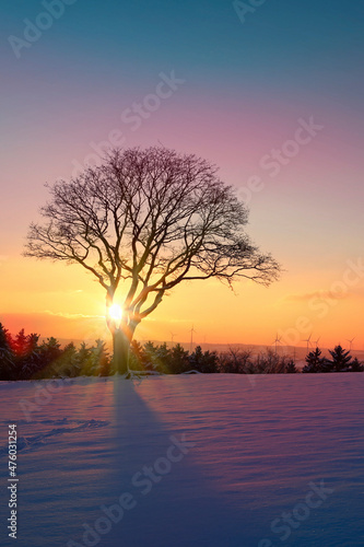 Sunset under the winter tree. Christmas background.