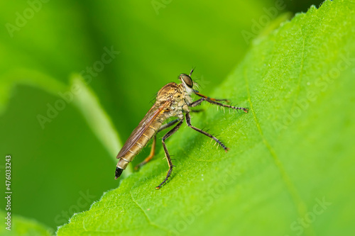 robber fly, assassin fly © zhengzaishanchu