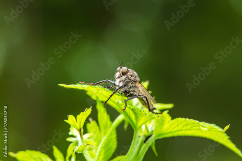 robber fly, assassin fly photo