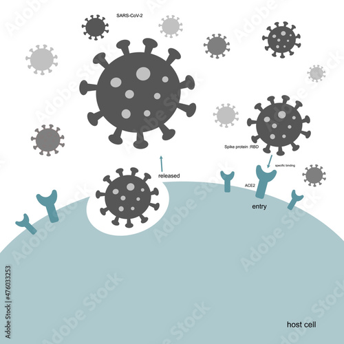 The pathway of SARS-CoV-2 or COVID-19 infected host cells with Spike protein :RBD region of them that specific binding to ACE2 receptor of the host.
