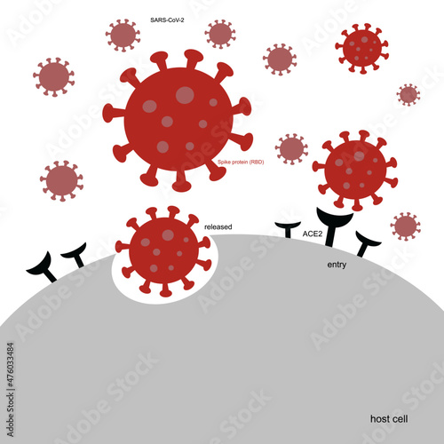The infection pathway of Novel coronavirus 2019 or SARS-CoV-2 (COVID-19) that infect the host cells with specific binding of viral Spike protein and ACE2 receptor of host cells.
