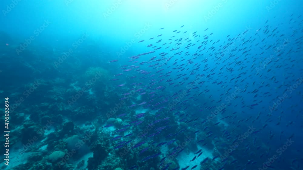 Seascape with School of Boga Fish in the coral reef of the Caribbean Sea, Curacao