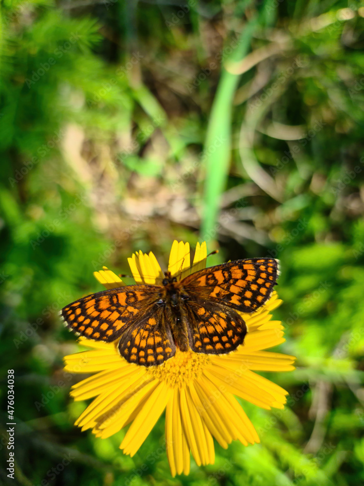 Fototapeta premium A closeup view on a Boloria butterfly pollinating a yellow flowers in the summer day, soft green background. The butterfly absorbs the sun. It has a lot of black spots. Calmness and peace.