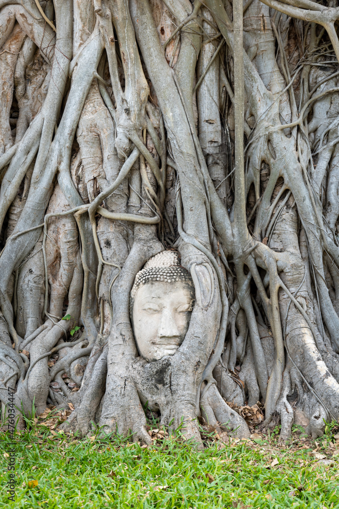 Buddha head embedded in a Banyan tree at Wat Mahathat complex, an iconic and famous tourist site in Ayutthaya, Thailand.