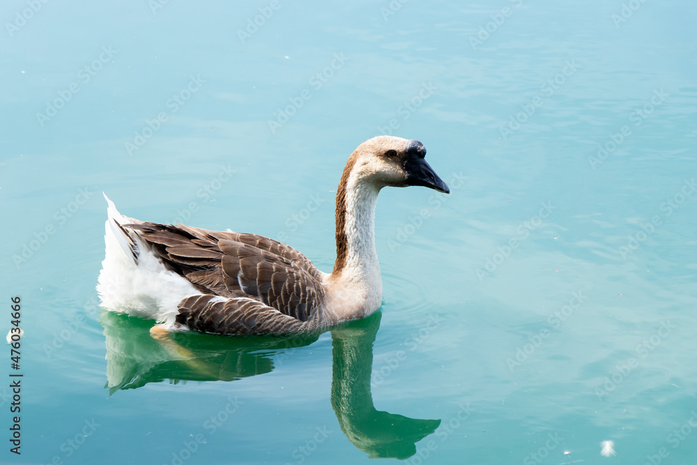 Obraz premium Brown white color goose swimming in lake background