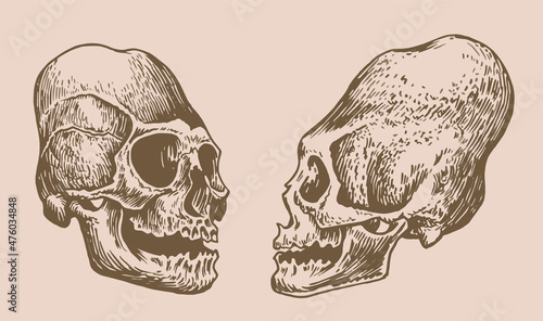 Graphical vintage set of Mayan skulls , long skull of ancient tribe, vector illustration, .Paleontology