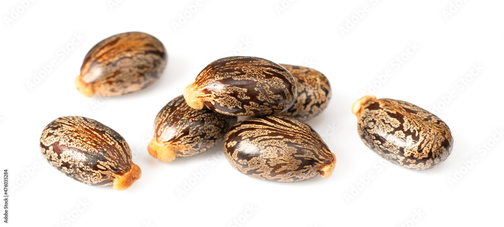 close up of castor beans, isolated on white background close up of castor beans, isolated on white background