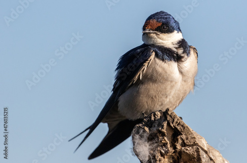 Closeup shot of a barn swallow bird perching on an old tree a gainst a blurred background photo