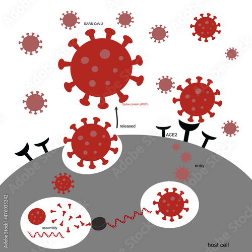 The infection pathway of Novel coronavirus 2019 or SARS-CoV-2 (COVID-19) that infect the host cells with specific binding of viral Spike protein and ACE2 receptor of host cells.