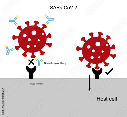 The host cells invasion of SARS-CoV-2 (COVID-19) are inhibited by neutralizing antibodies.