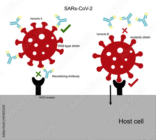 The wild-type strain of SARs-CoV-2 (COVID-19) that bind with neutralizing antibodies can't invade host cells whereas mutant strain (variant) can evade the immune that result in viral infection.