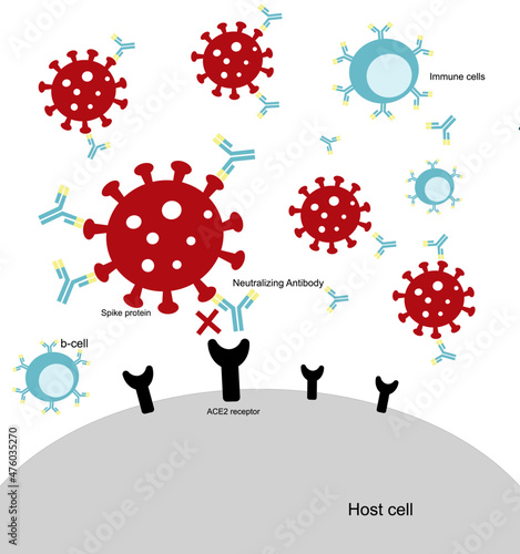 The antibodies (immunoglobulin) :Neutralizing and Binding antibodies protect or inhibit SARs-CoV-2 that entry host cells (Human cells)
