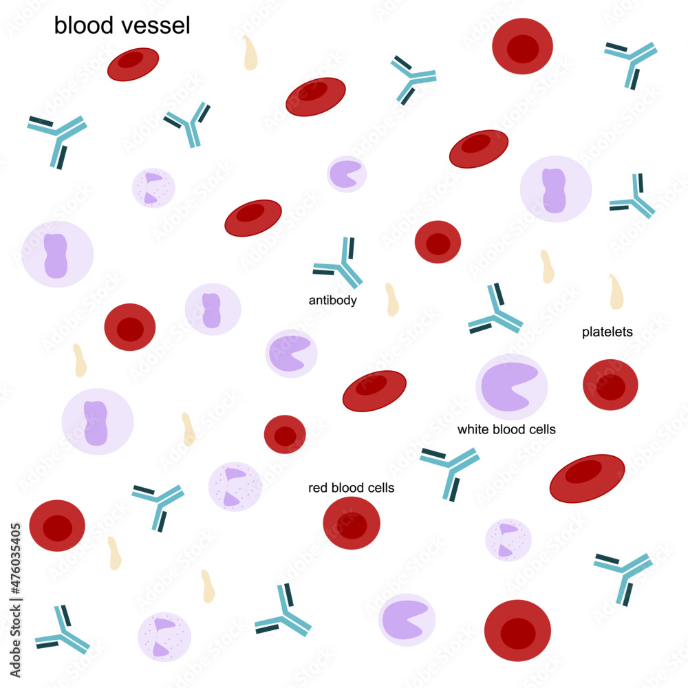 The red blood cells, white blood cells and antibodies that produce by immune cells to against