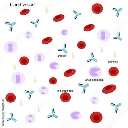 The red blood cells, white blood cells and antibodies that produce by immune cells to against the pathogen infection in body. The picture show in blood vessel.
