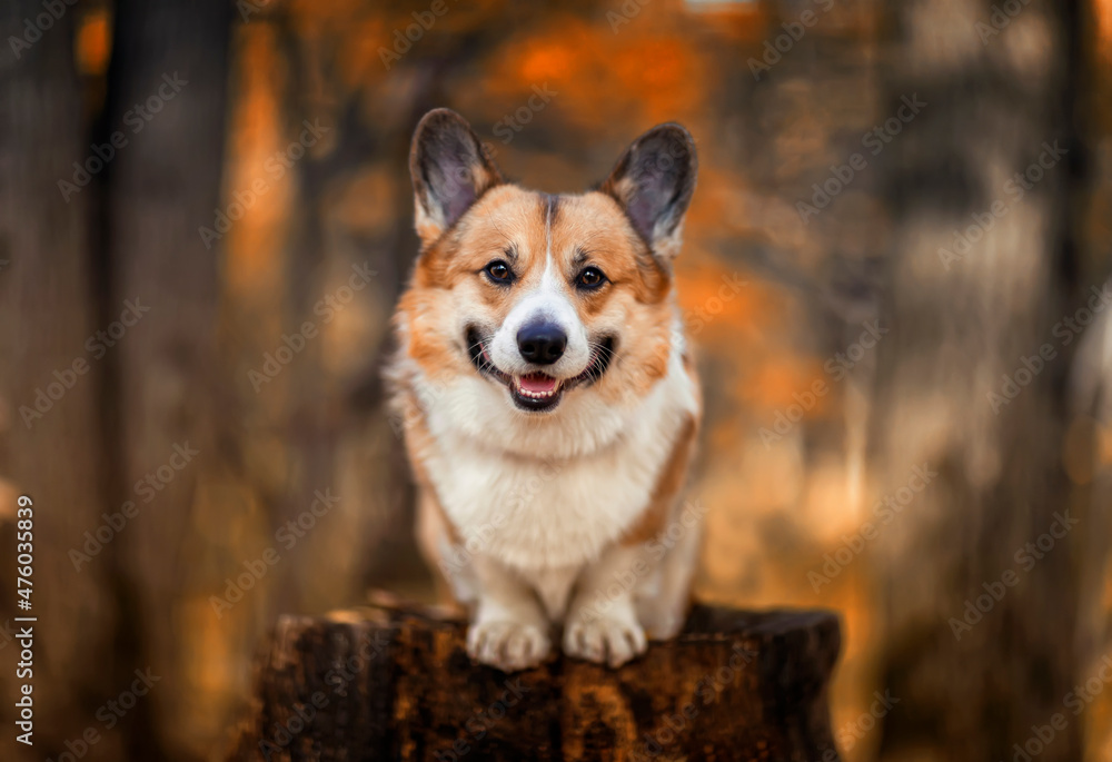 portrait of a young beautiful corgi dog sitting n apne in an autumn golden park portrait of a young beautiful corgi dog sitting n apne in an autumn golden park