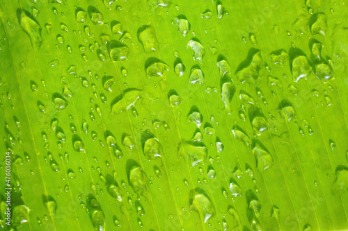 Closeup shot of water droplets on banana leaveas photo