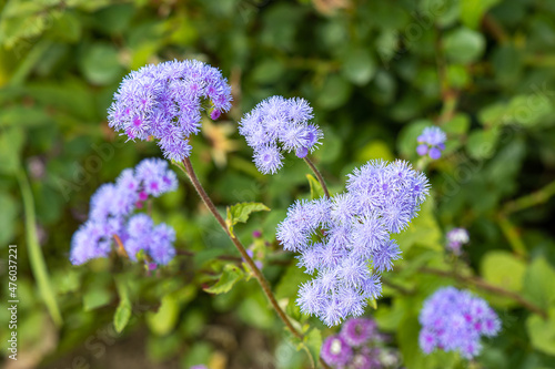 Group of Beautiful blue Ageratum flowers with green leaves on the flower bed in a garden in summer