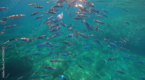 Underwater world of Mediterranean Sea. Near Marmaris  Turkey