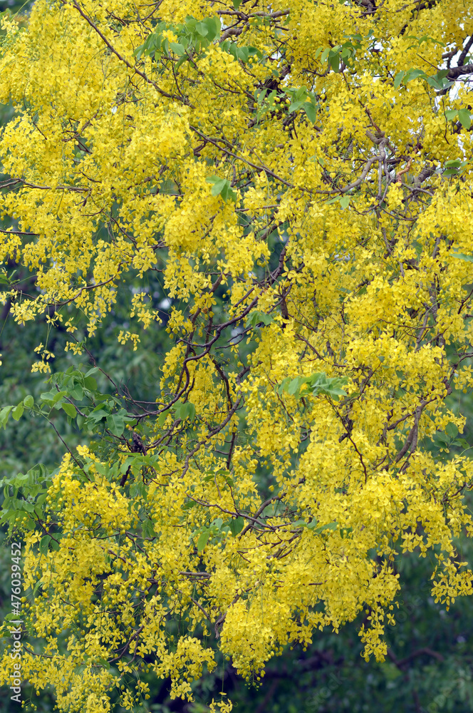 flowers in the forest