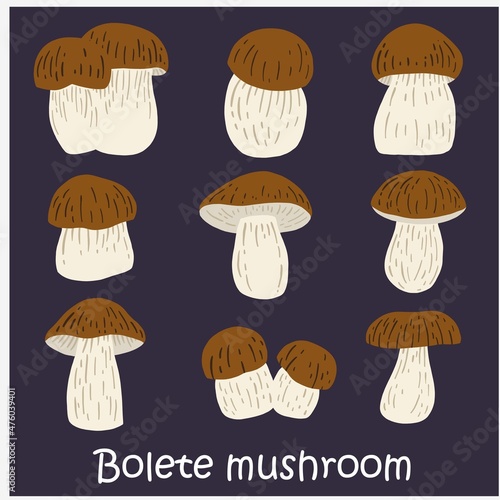 doodle freehand sketch drawing of bolete mushroom collection.