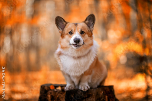 portrait of a young beautiful corgi dog sitting n apne in an autumn golden park