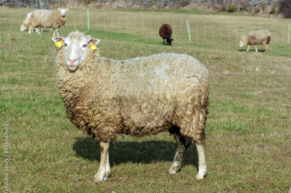 Fototapeta premium brebis dans le pré
