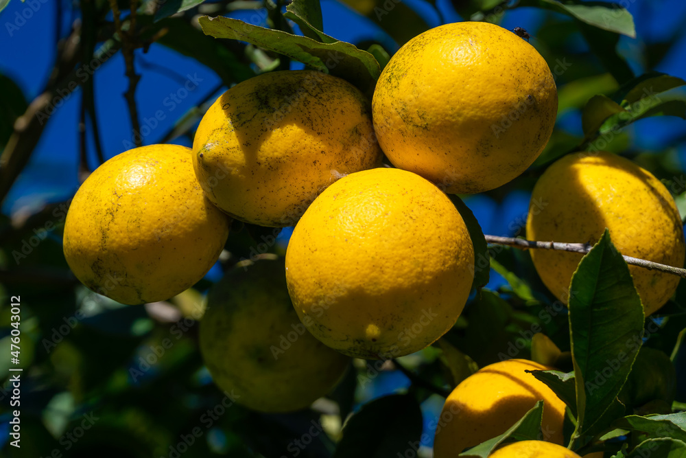 Close-up of ripening lemons on a tree on a sunny day