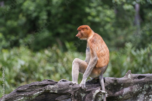 Fototapeta Naklejka Na Ścianę i Meble -  Family of wild Proboscis monkey or Nasalis larvatus, in the rainforest of island Borneo, Malaysia, close up