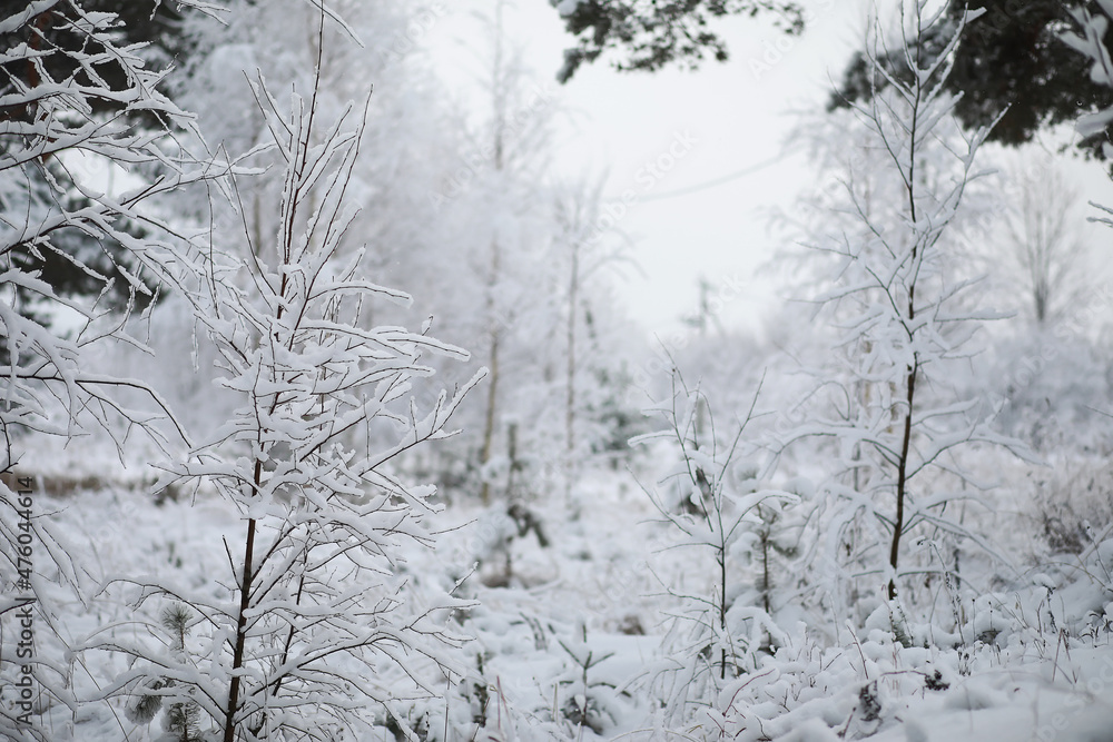 Winter landscape. Forest under the snow. Winter in the park. Winter landscape. Forest under the snow. Winter in the park.