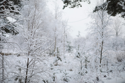 Winter landscape. Forest under the snow. Winter in the park.