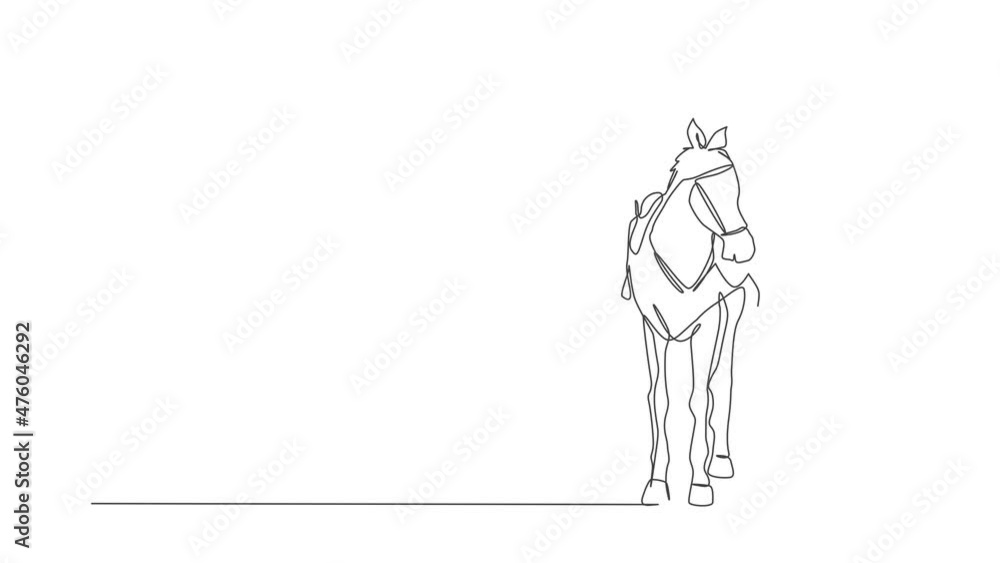 Animation of one line drawing young horse rider woman hugging and rubbing her horsehair at stable. Equestrian sport show competition concept. Continuous line self draw animated. Full length motion. Animation of one line drawing young horse rider woman hugging and rubbing her horsehair at stable. Equestrian sport show competition concept. Continuous line self draw animated. Full length motion.
