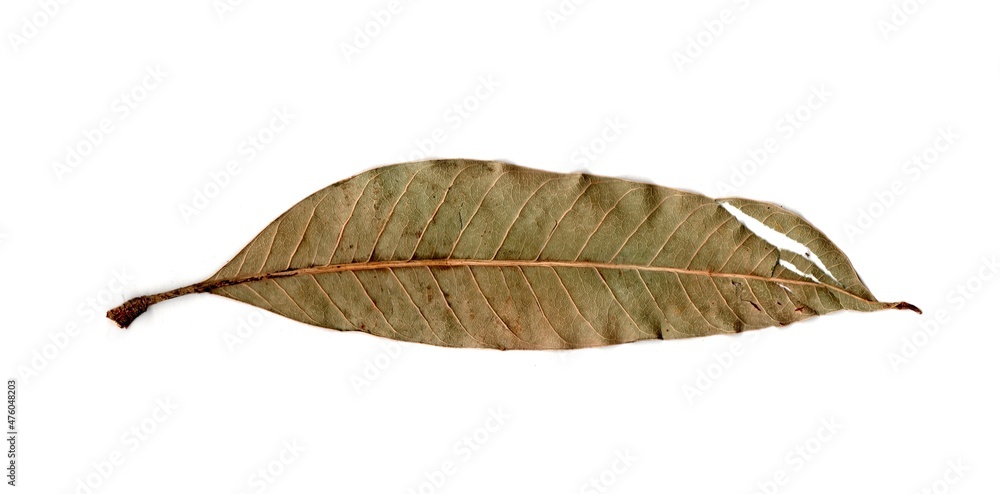 leaf isolated on white background leaf isolated on white background