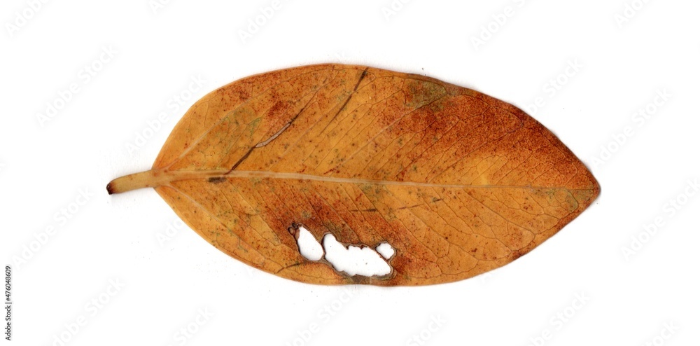 Leaf With Holes Eaten By Pests insects collection Isolated On White Background Leaf With Holes Eaten By Pests insects collection Isolated On White Background