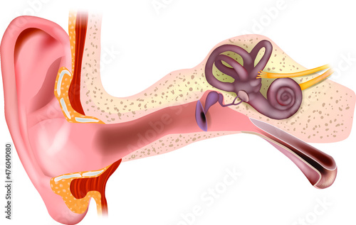 Anatomy of Human Ear. Outer ear, middle ear and inner ear. Medical vector illustration Isolated white background photo