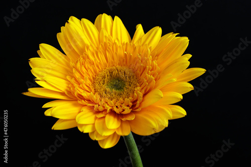 Beautiful detailed close up of yellow gerbera/daisy flower on black background