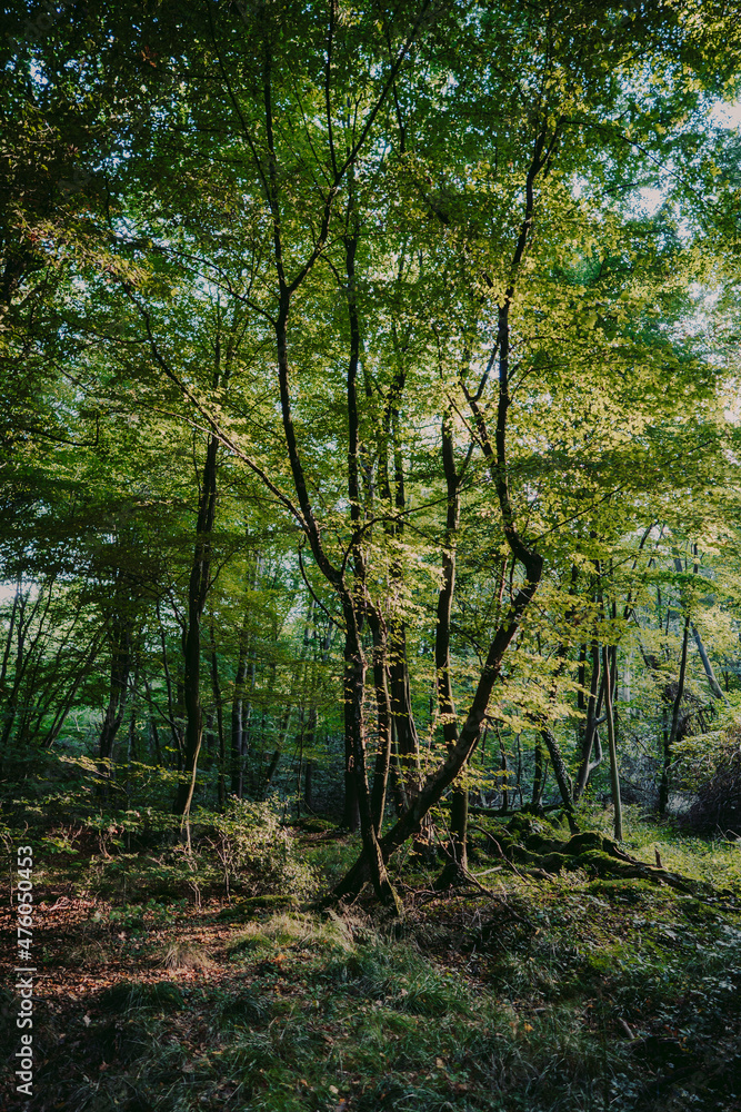 Obraz premium Baum im sonnigen Wald. Hasbruch