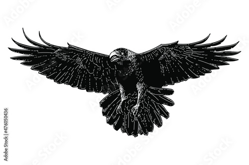 raven fly drawing vector illustration isolated on white background
