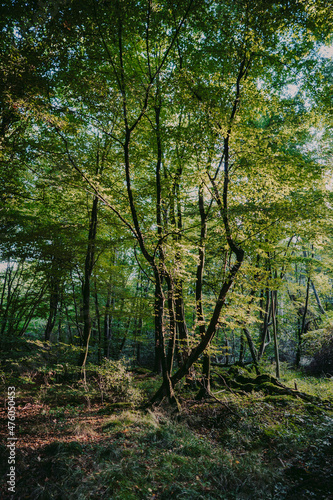 Baum im sonnigen Wald. Hasbruch