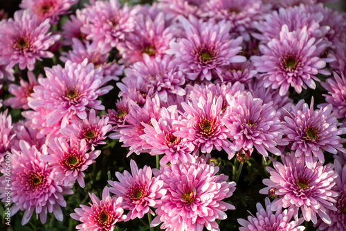 Chrysanthemums close-up