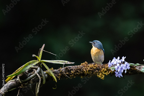 Closeup shot of a Slaty-backed Flycatcher perched on the twig with blue flowers in the forest photo